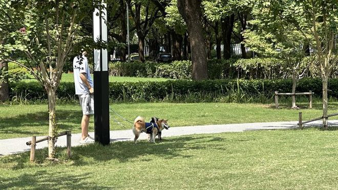 一周上海升级版游园带来哪些“乐与痛”？冰球突破事关搭帐篷、带宠物……新规施行(图2)